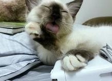 娱乐吃瓜酱三花猫的魅力,娱乐吃瓜酱的喵星人风采